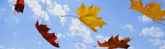 feuilles volantes dans un ciel bleu