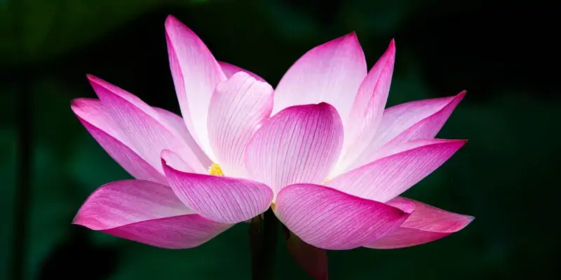 fleur de lotus violette