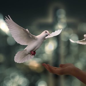colombe blanche se posant sur une main